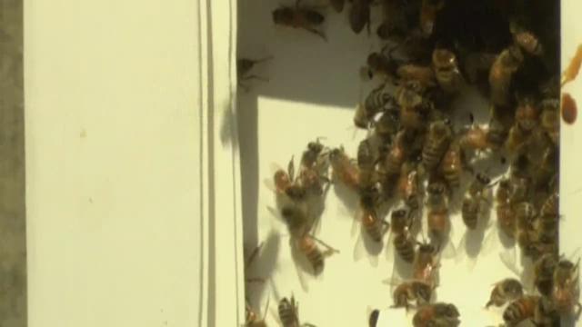 What To Do When Bees Swarm Near Your Home King5 Com