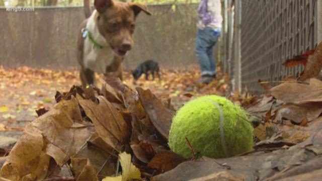 ball ready for dogs